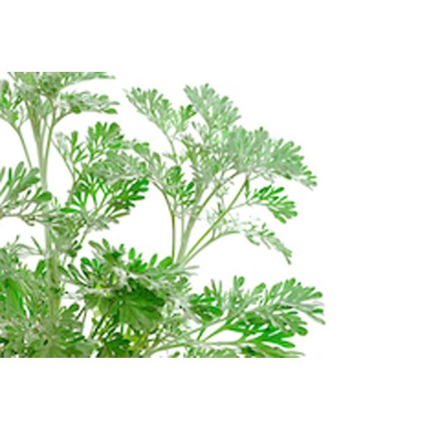 DIŠAVNICA PELIN L10 CM