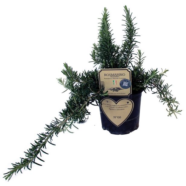 ROŽMARIN PLAZEČI L14