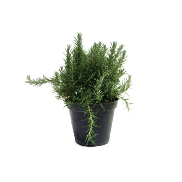 DIŠAVNICA ROSMARINUS OFFICINALIS PROSTRATUS