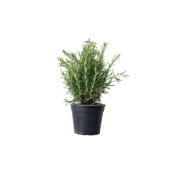 DIŠAVNICA ROŽMARIN