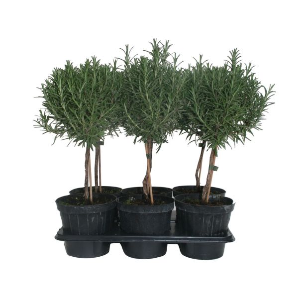 DIŠAVNICA ROŽMARIN NA STEBLU