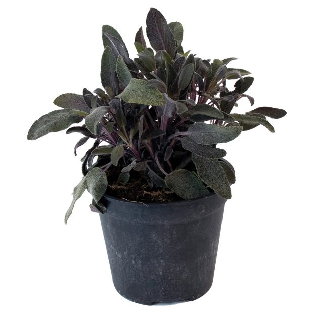 DIŠAVNICA ŠKRLATNI ŽAJBELJ