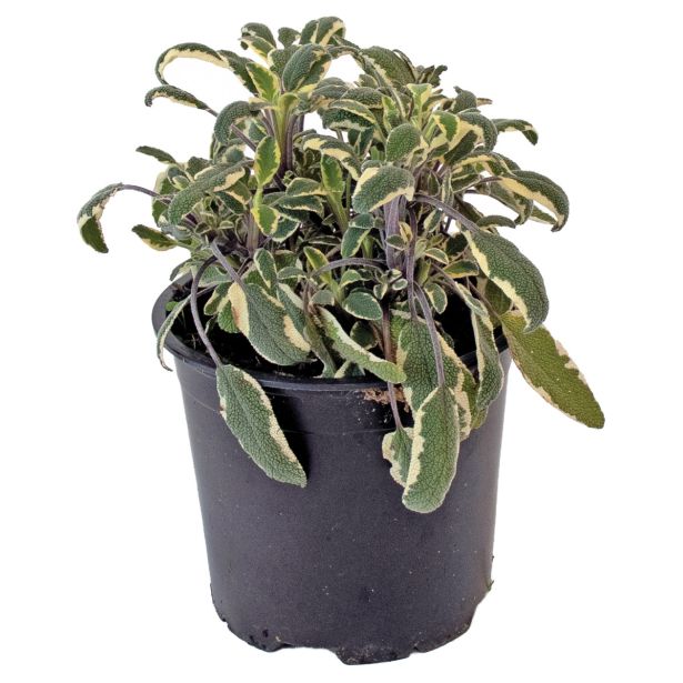 DIŠAVNICA SREBRNI ŽAJBELJ