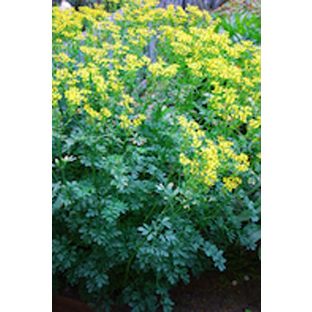 DIŠAVNICA VINSKA RUTICA L10 CM