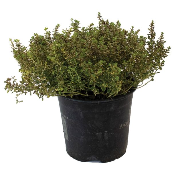 DIŠAVNICA VISEČI TIMIJAN