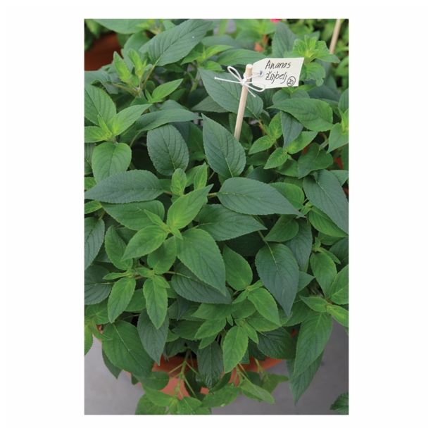 ŽAJBELJ VOLMARY ANANAS L12