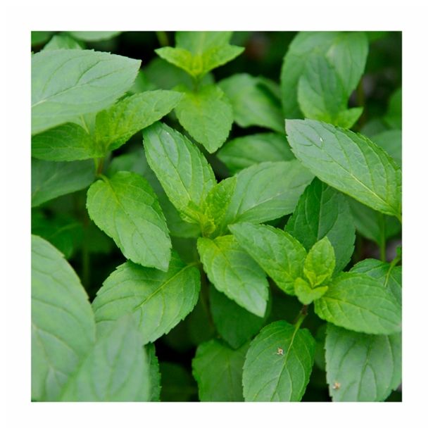 META VOLMARY ANGLEŠKA POPROVA L12