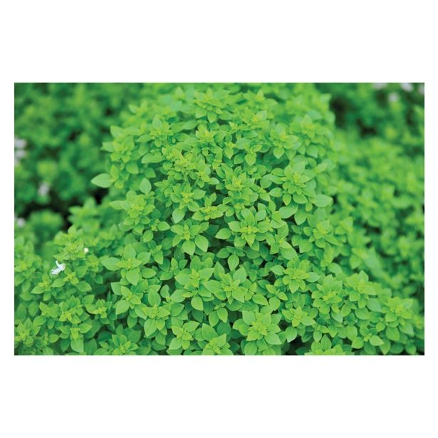 DIŠAVNICA VOLMARY CEPLJENA BAZILIKA 12 CM BARISTO COMPATTO