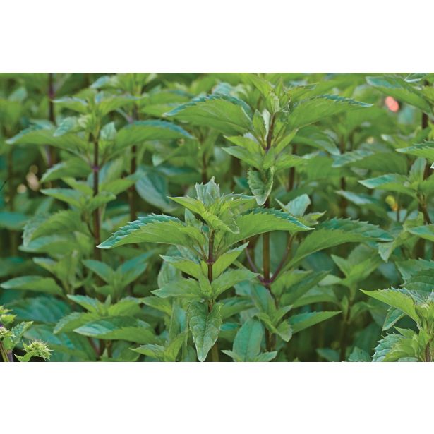 META VOLMARY CITRONSKA LEMON L12