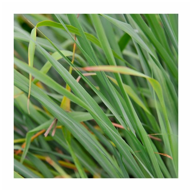 MIX DIŠAVNIC IN ZELIŠČ VOLMARY CITRONSKA TRAVA L12