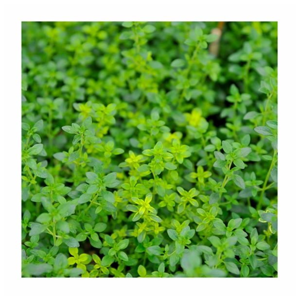 TIMIJAN VOLMARY CITRONSKI LIMONE L12