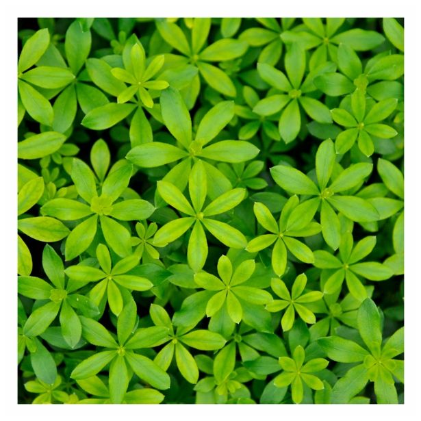 ROŽMARIN VOLMARY DIŠEČA PERLA STERNTALER L12