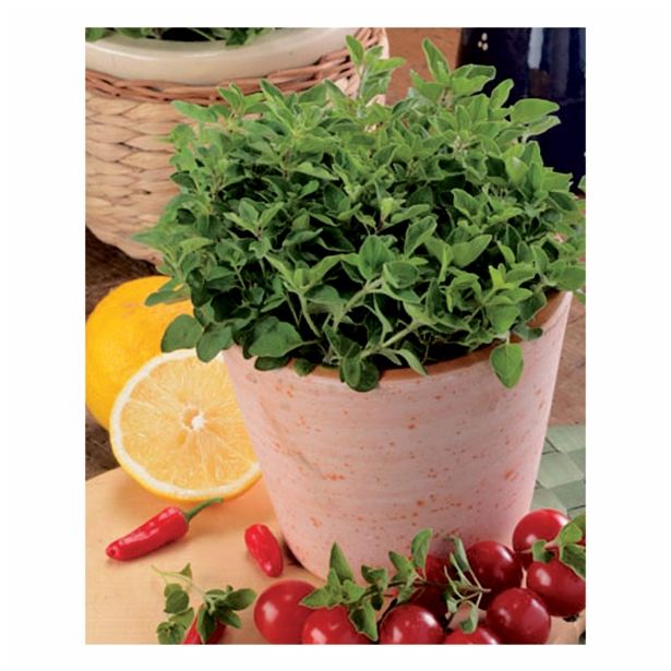 ORIGANO VOLMARY GRŠKI KRETA L12