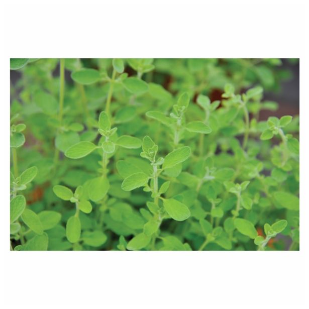 MAJARON VOLMARY ITALIJANSKI MAJOR ANA HORTENSIS VENEZIA L12