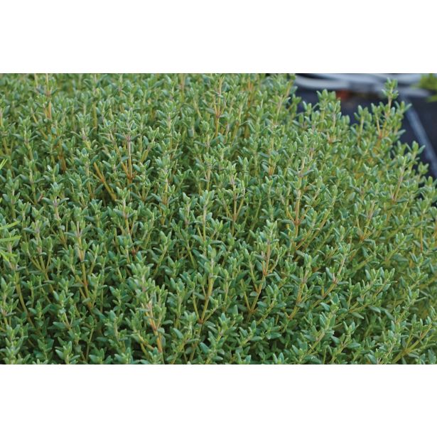 TIMIJAN VOLMARY ITALIJANSKI FAUSTINI L12