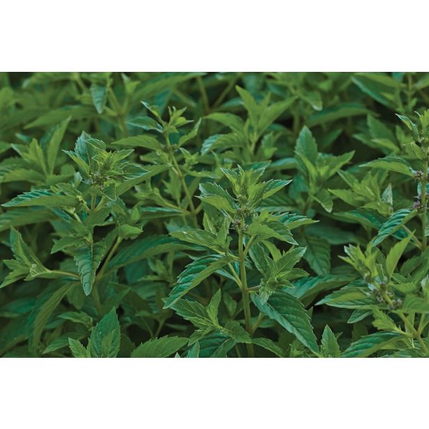 META VOLMARY JAPONSKA ABURA L12