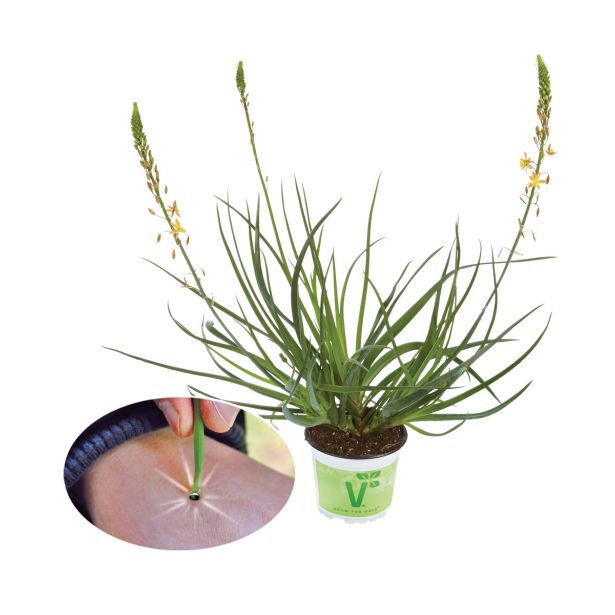 MIX DIŠAVNIC IN ZELIŠČ VOLMARY MAČJI REP L12