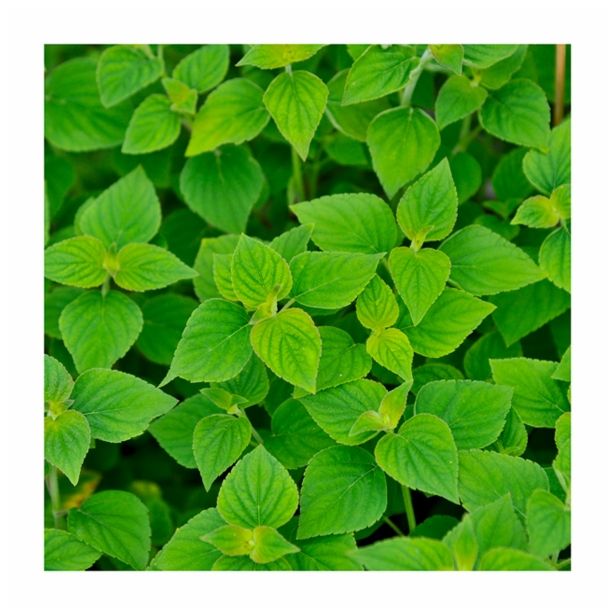 ŽAJBELJ VOLMARY MELONASTI L12