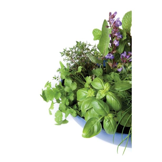 MIX DIŠAVNIC IN ZELIŠČ VOLMARY NASAD ZELIŠČ L27