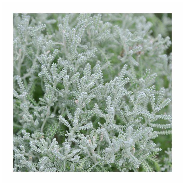 MIX DIŠAVNIC IN ZELIŠČ VOLMARY NEMŠKI ROŽMARIN YELLOW BUTTONS L12