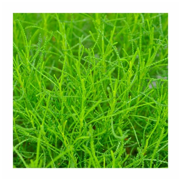 MIX DIŠAVNIC IN ZELIŠČ VOLMARY OLIVNA ZEL L12