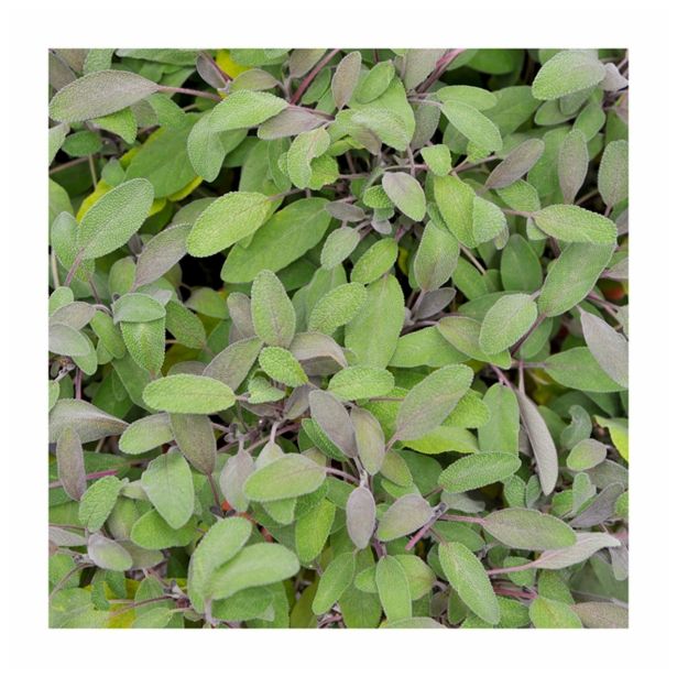 ŽAJBELJ VOLMARY PURPURNI PURPURMANTEL L12