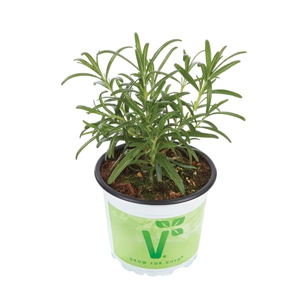 ROŽMARIN VOLMARY ROSMARINUS OFFICINALIS BRITANIA L12