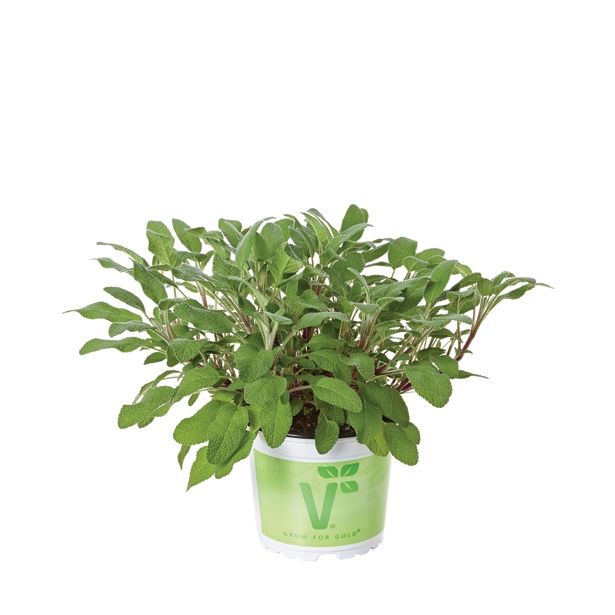 ŽAJBELJ VOLMARY SALVIA OFFICINALIS FORTADO L12