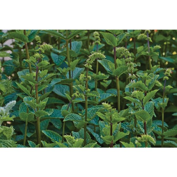 META VOLMARY ŠPANSKA FLAMENCO L12