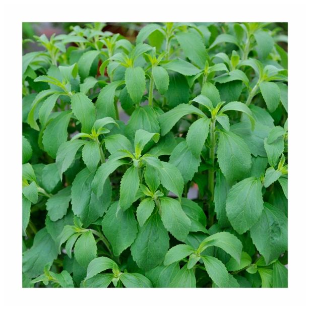 DIŠAVNICA VOLMARY STEVIA REBAUDIANA SWEETY