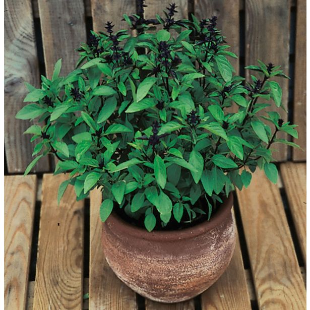 BAZILIKA VOLMARY TAJSKA SIAM QUEEN 12 CM