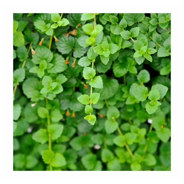 META VOLMARY VISEČA L12