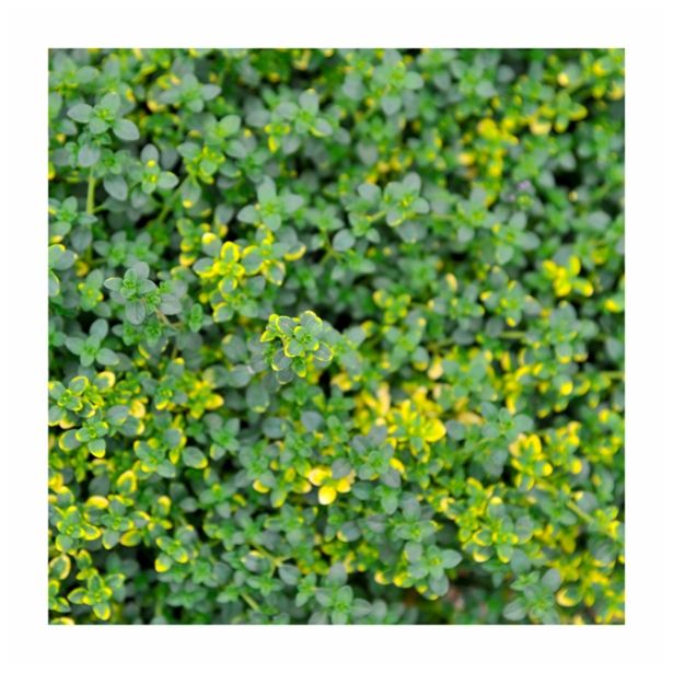 TIMIJAN VOLMARY VISEČI-CITRONSKI L12