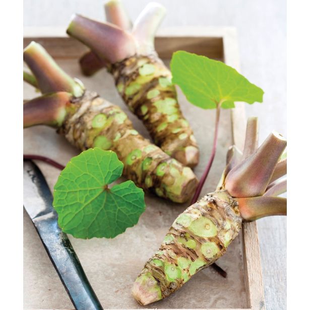 DIŠAVNICA VOLMARY WASABI RDEČ L12