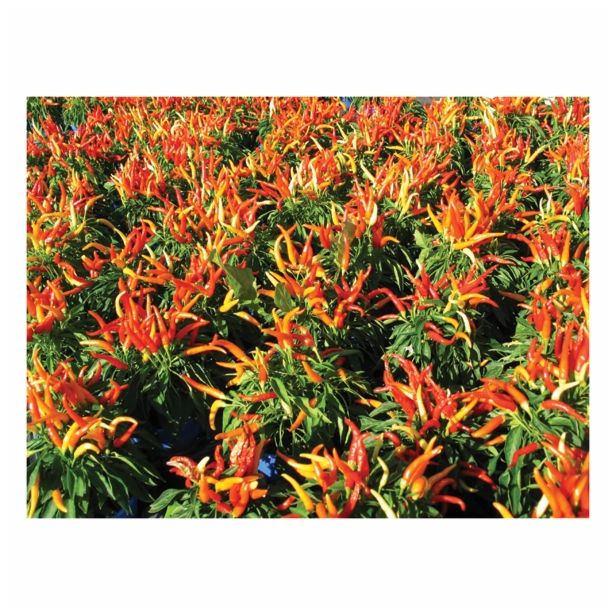 MIX DIŠAVNIC IN ZELIŠČ VOLMARY ZAČIMBNA PAPRIKA- MILD L12