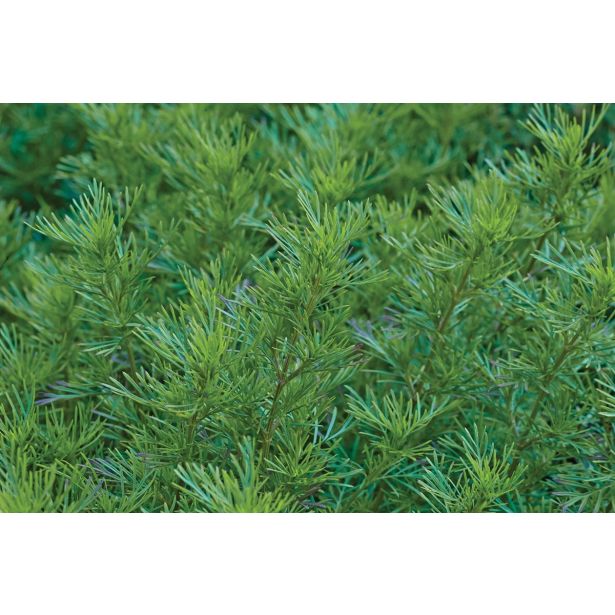 MIX DIŠAVNIC IN ZELIŠČ VOLMARY ŽAMETNICA SALMI L12