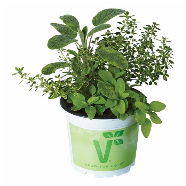 MIX DIŠAVNIC IN ZELIŠČ VOLMARY TRIO BARBECUE MIX L13