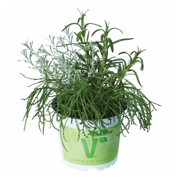 MIX DIŠAVNIC IN ZELIŠČ VOLMARY TRIO BARBECUE MIX L13