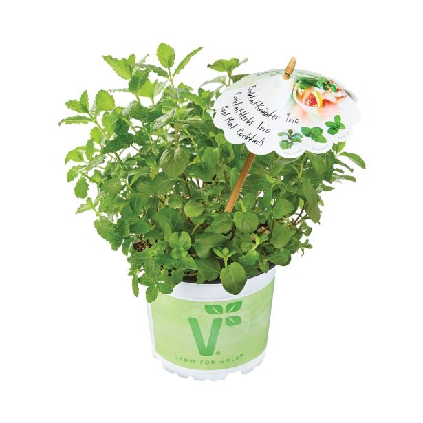 MIX DIŠAVNIC IN ZELIŠČ VOLMARY TRIO COOL MINTS COCTAILS L13