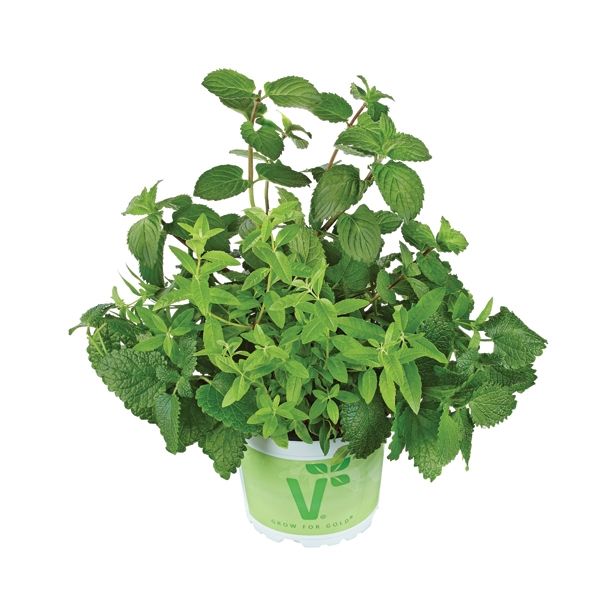 MIX DIŠAVNIC IN ZELIŠČ VOLMARY TRIO ICE TEA L13