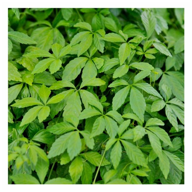 MIX DIŠAVNIC IN ZELIŠČ VOLMARY ZELIŠČE ŽIVLJENJA L12