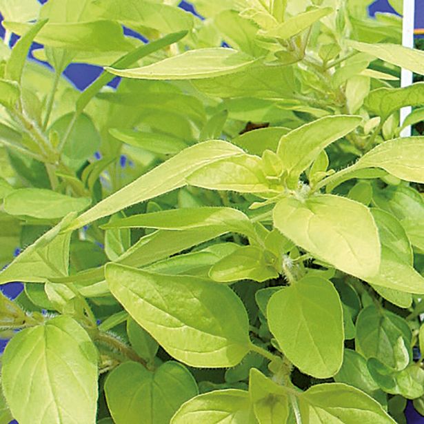 ORIGANO VOLMARY ZLATI GOLD NUGGET L12