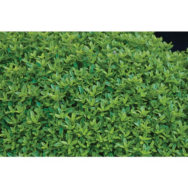 TIMIJAN VOLMARY ZLATI GOLDY L12