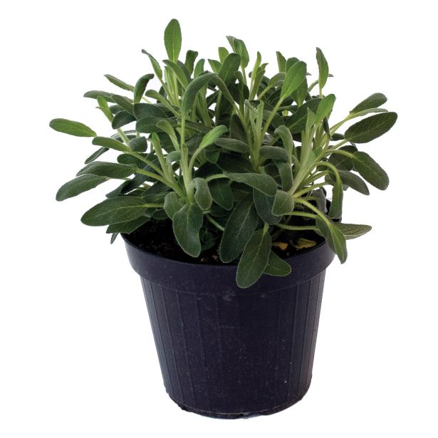 DIŠAVNICA ZLATI ŽAJBELJ