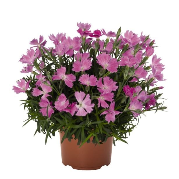 MIX NAGLJEV DIŠEČI L12