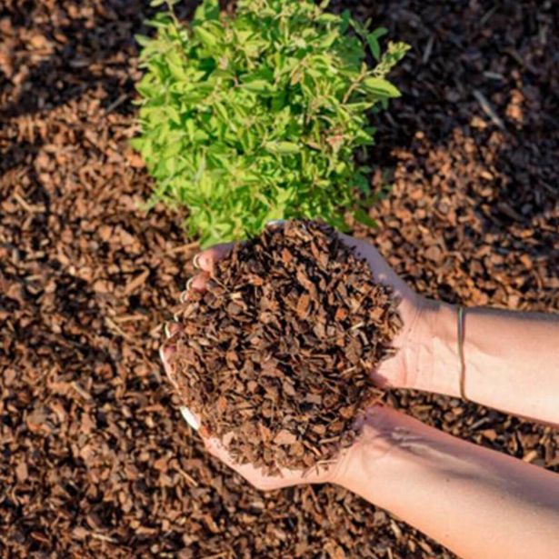 DODATEK ZA ZEMLJO ELISTE ZASTIRKA OKRASNO BOROVO LUBJE 5-15 MM 50L