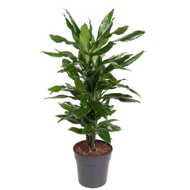 ZMAJEVKA DRACAENA L14
