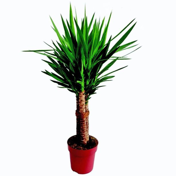 DREVO ŽIVLJENJA JUKA L19