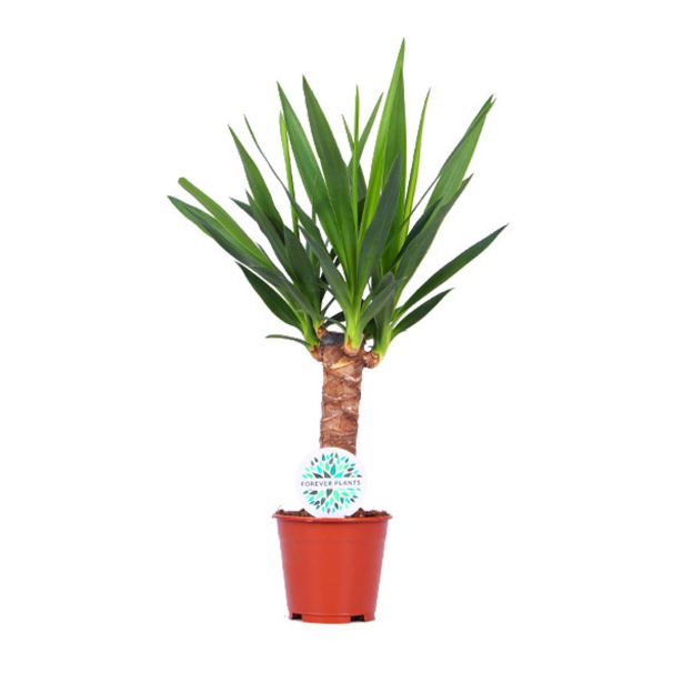 DREVO ŽIVLJENJA L14 CM