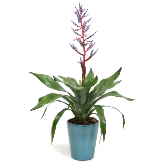 CVETOČA SOBNA RASTLINA EHMEJA V OKRASNEM LONCU BLUE RAIN L13